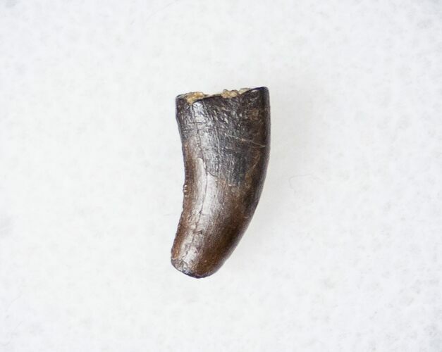 Raptor (Acheroraptor) Tooth - Montana #16046